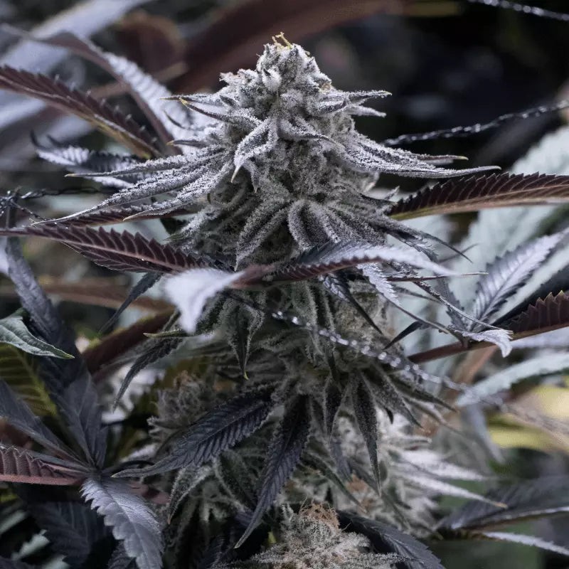 Grape Juice - 10 seeds
