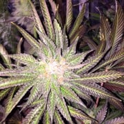 Premium feminized cannabis seed with Indica dominance