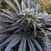 Seme di cannabis femminizzata premium a dominanza Indica