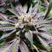 Premium feminized cannabis seed with Indica dominance