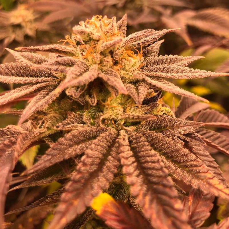 Grape Juice: Indica Cannabis Samen Premium | Silent Seeds