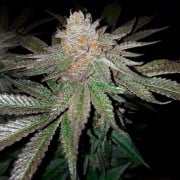 Premium feminized cannabis seed with Indica dominance