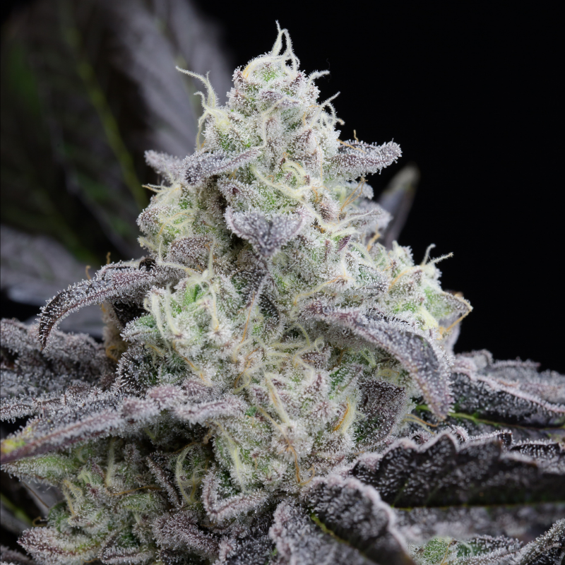 L.A Vanilla Cake - 10 seeds