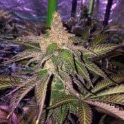 Premium feminized cannabis seed with Indica dominance