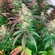 Premium feminized cannabis seed with Indica dominance