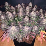 Premium feminized cannabis seed with Indica dominance