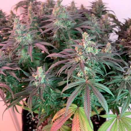 Premium feminized cannabis seed with Indica dominance