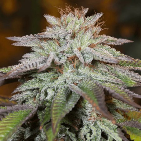 Premium feminized automatic cannabis seed with Indica dominance