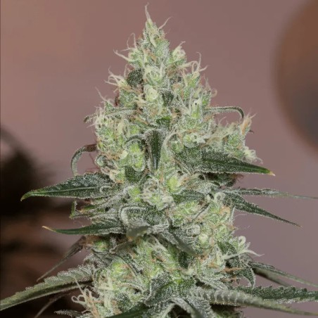 Premium feminized cannabis seed with Sativa dominance