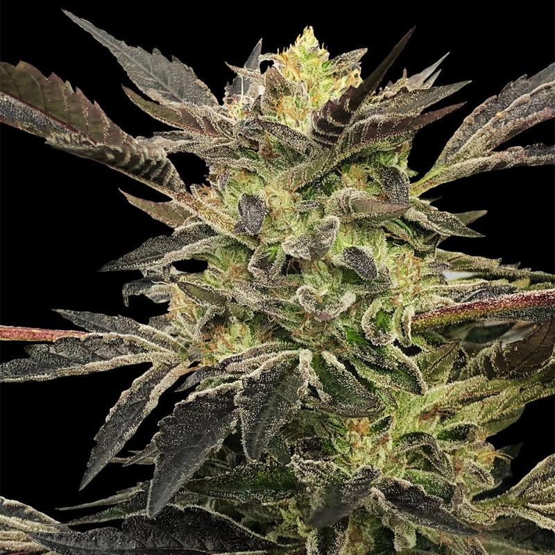 Pink Sunset Auto by Sherbinskis - 10 seeds