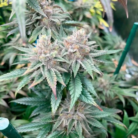 Graine Pink Sunset Auto