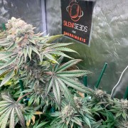 Graine Pink Sunset Auto