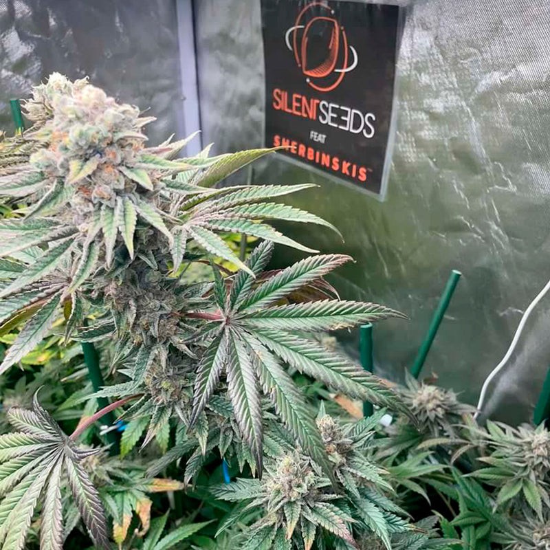 Pink Sunset Auto Seed by Sherbinskis Silent Seeds