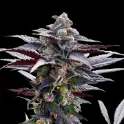 Samen Pink Sunset Cannabis