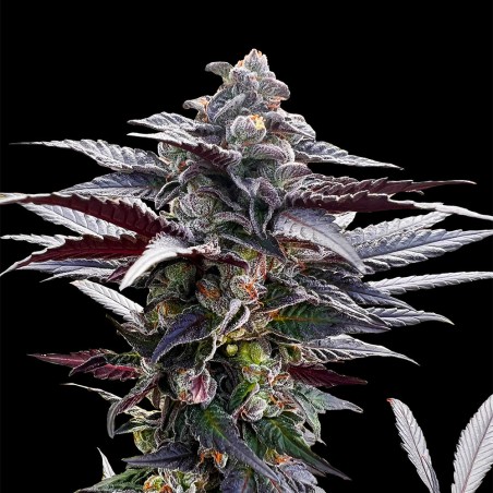 Graine Pink Sunset Cannabis