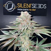 Samen Pink Sunset Cannabis