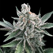 Premium feminized automatic cannabis seed