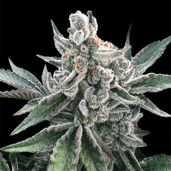 Graine Polar Eiscreme Auto Cannabis