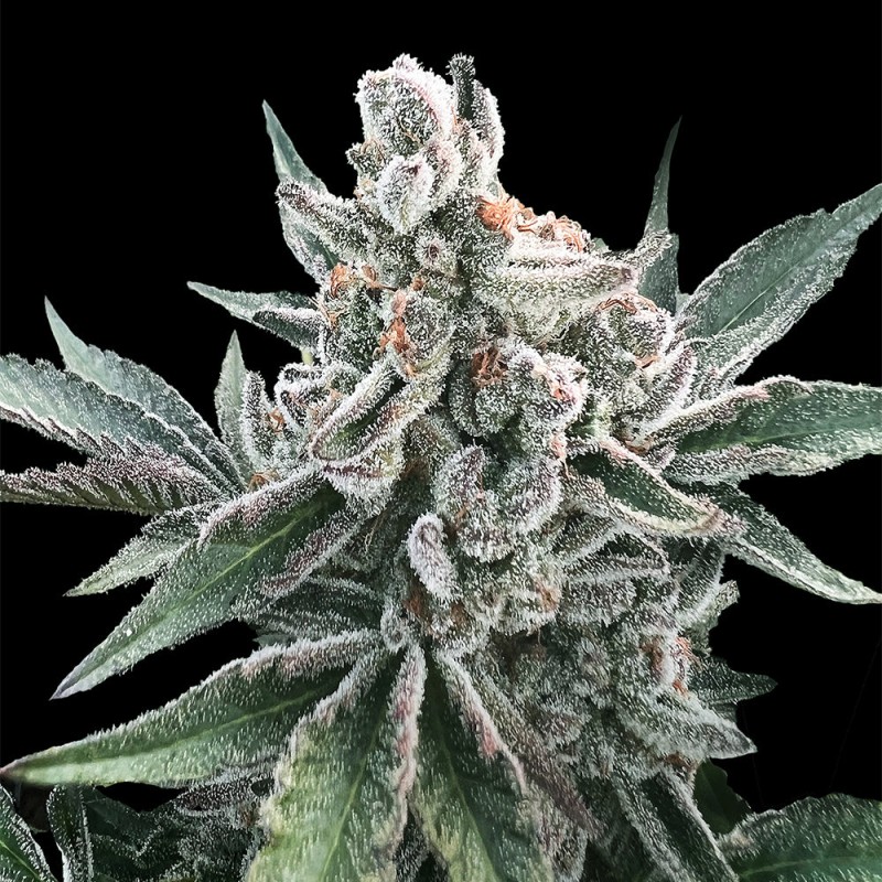Polar Gelato Auto by Sherbinskis - 10 seeds
