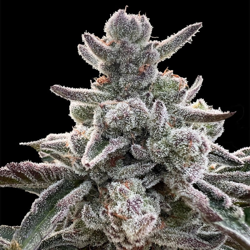 Polar Gelato by Sherbinskis - 3 seeds
