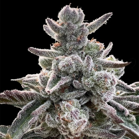 Premium feminized cannabis seed from the collection