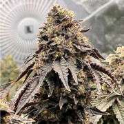 Premium feminized cannabis seed from the collection