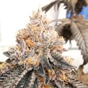 Premium feminized cannabis seed from the collection