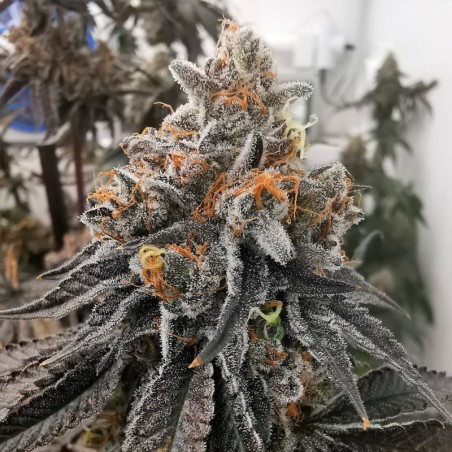 Premium feminized cannabis seed from the collection