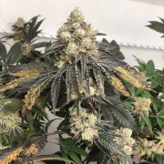 Premium feminized cannabis seed from the collection