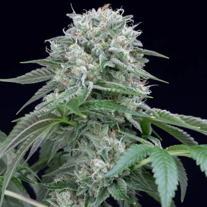 Starfire OG - 10 seeds
