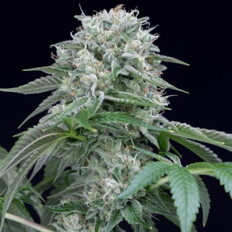 Premium feminized cannabis seed with Indica dominance