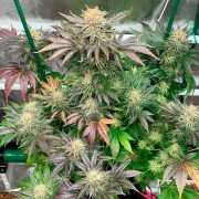 Premium feminized cannabis seed with Indica dominance