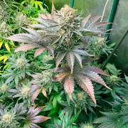 Premium feminized cannabis seed with Indica dominance