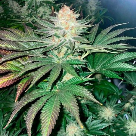 Premium feminized cannabis seed with Indica dominance