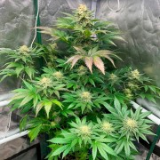 Premium feminized cannabis seed with Indica dominance