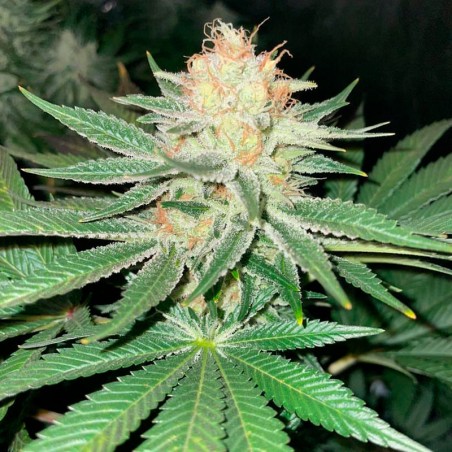 Premium feminized cannabis seed with Indica dominance