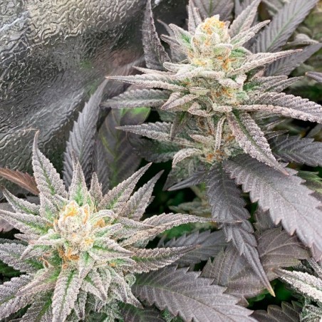 Premium feminized cannabis seed with Indica dominance