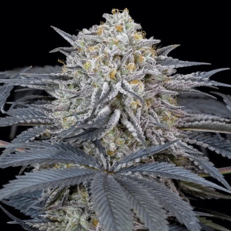 Premium feminized cannabis seed with Indica dominance