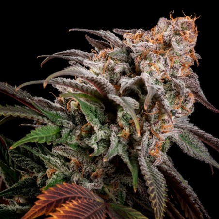 Premium feminized cannabis seed with Indica dominance