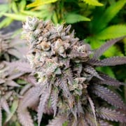 Premium feminized cannabis seed with Indica dominance