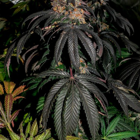 Premium feminized cannabis seed with Indica dominance