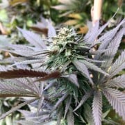 Premium feminized cannabis seed with Indica dominance