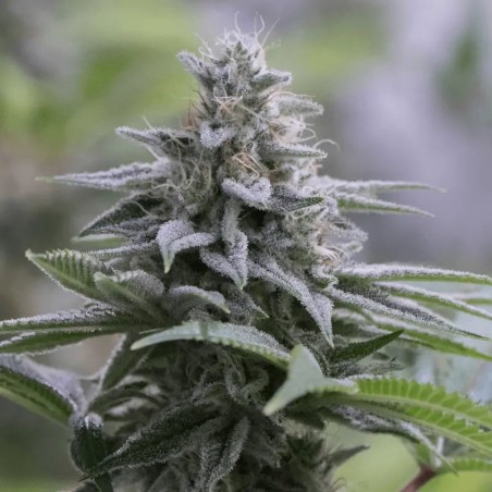 Feminisierte Premium-Cannabissamen mit Indica-Dominanz