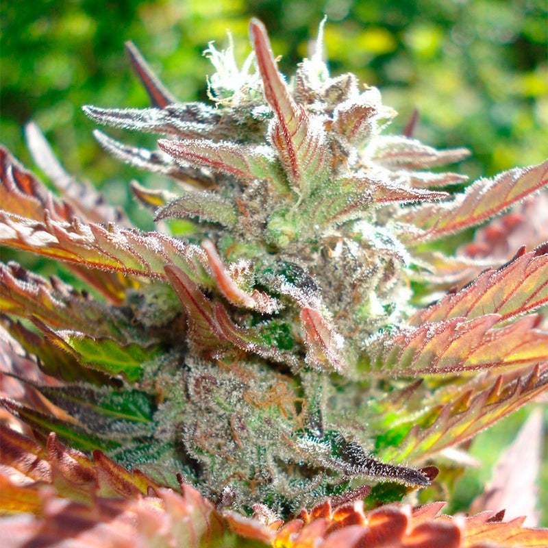 16FLIP VS SEEDA Roots & Buds 2LP 新品未開封 ROOTS & BUDS - Dogear Recordsxxxxxxxx