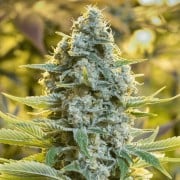 Premium feminized cannabis seed with Sativa dominance