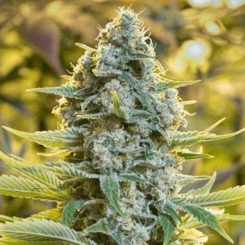 Premium feminized cannabis seed with Sativa dominance