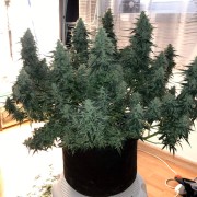 Premium feminized cannabis seed with Sativa dominance