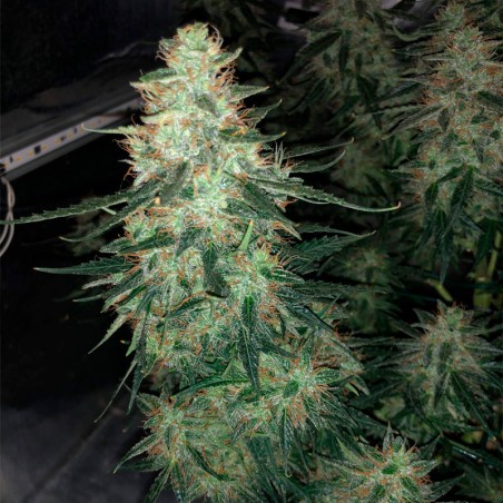 Premium feminized cannabis seed with Sativa dominance