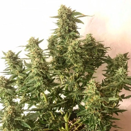 Premium feminized automatic cannabis seed with Sativa dominance