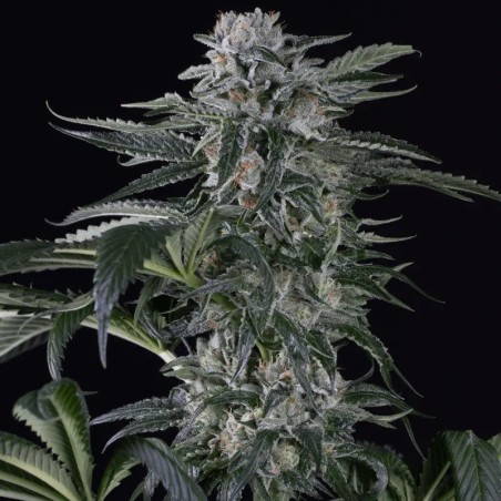 Premium feminized automatic cannabis seed with Sativa dominance